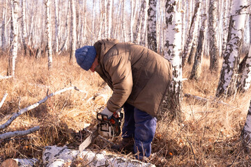 cordless chainsaw.  Close-up of  lumberjack sawing through  tree, sawdust flying everywhere.  lumberjack chops and splits large tree trunks and firewood.