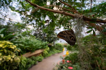 View of the butterfly garden at the Insectarium.