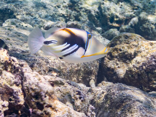 ムラサメモンガラ, Lagoon triggerfish. Picassofish, Rhinecanthus aculeatus, モンガラカワハギ科, 
フムフムヌクヌクアプアア、
美しいサンゴ礁と熱帯魚の群れ。
嘉比島沖縄県
島尻郡慶良間諸島座間味島-2025
サンゴの産卵があり卵が漂う。沖縄本島から40km西方の諸島。30以上の島嶼群全体が国立公園に指定。珊瑚礁の青い海と白い砂浜は世界屈指