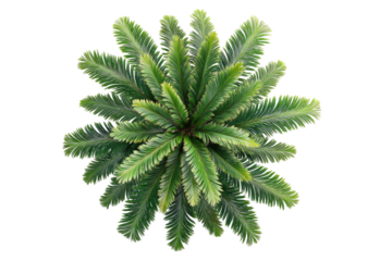 Overhead view of a vibrant palm tree