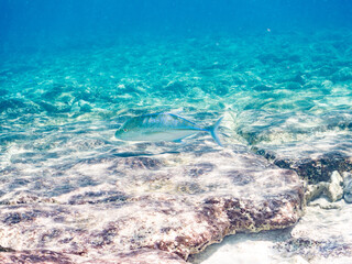 カスミアジ, Bluefin trevally, Caranx melampygus, アジ科,
美しいサンゴ礁と熱帯魚の群れ。
嘉比島沖縄県
島尻郡慶良間諸島座間味島-2025
サンゴの産卵があり卵が漂う。沖縄本島から40km西方の諸島。30以上の島嶼群全体が国立公園に指定。珊瑚礁の青い海と白い砂浜は世界屈指の美。貴重な動植物が多数生息。
