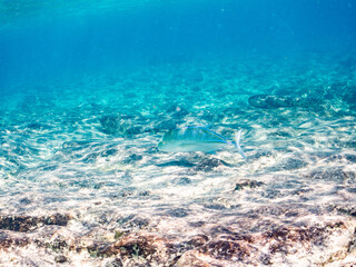 カスミアジ, Bluefin trevally, Caranx melampygus, アジ科,
美しいサンゴ礁と熱帯魚の群れ。
嘉比島沖縄県
島尻郡慶良間諸島座間味島-2025
サンゴの産卵があり卵が漂う。沖縄本島から40km西方の諸島。30以上の島嶼群全体が国立公園に指定。珊瑚礁の青い海と白い砂浜は世界屈指の美。貴重な動植物が多数生息。
