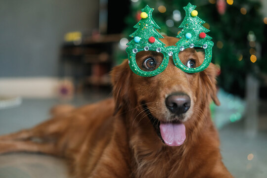 A dog of the Golden Retriever breed lies on the floor wearing Christmas glasses. New Year and Christmas party costume for a dog.
