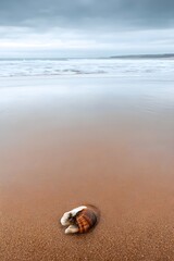 Seashell resting on wet sandy beach with ocean waves