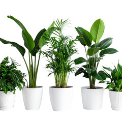 Fototapeta premium Potted basil plant with fresh green leaves isolated on white background