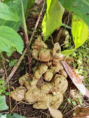 fresh organic vegetables
