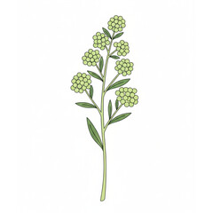 green plant isolated on white background