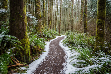 narrow path winding through snow-draped woodland, inviting wanderers into serene winter escape