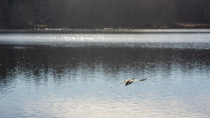 A graceful duck in mid-flight skimming the shimmering surface of a tranquil lake, backlit by distant, blurred forest trees.