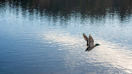 Graceful Mallard Duck Captured in Mid-Flight Soaring Low Above Shimmering Water with Wings Fully Spread