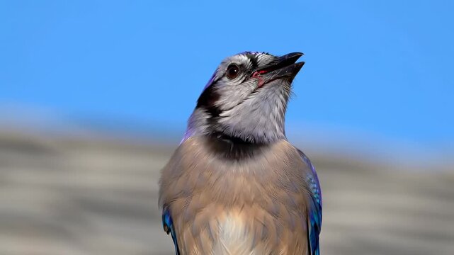 Blue jay bird with head tilted up, beak open against a blue sky and grey background
