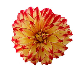 dahlia flowers isolated for background