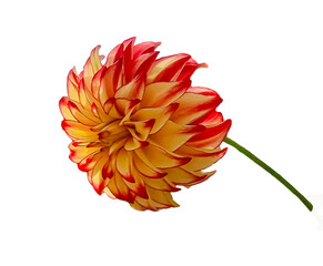 dahlia flowers isolated for background