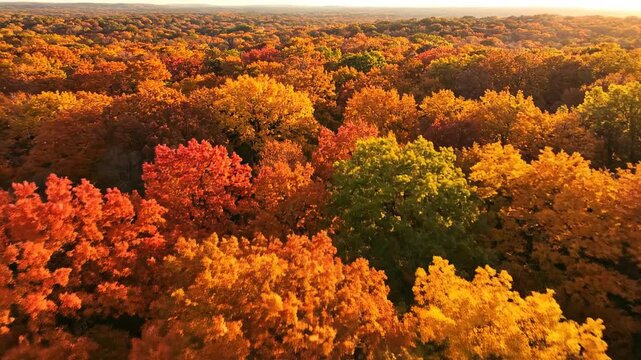 Slow aerial flight over an ancient, dense forest canopy during autumn, revealing an intricate optical tapestry of vibrant fall colors canopy, ancient, pattern