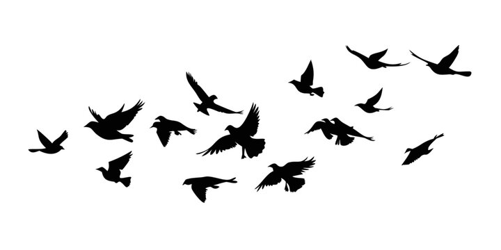 Flock of birds flying in the sky, silhouette