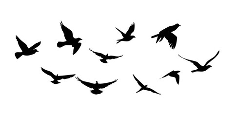 Silhouette of a flock of birds flying
