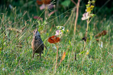 Tibetan Lark bird searching food on grassy ground in Himalayan meadow
