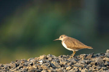 Common Sandpiper searching for food in urban wetlands of Kolkata