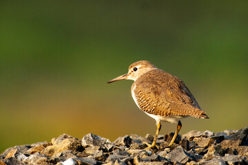 Common Sandpiper searching for food in urban wetlands of Kolkata