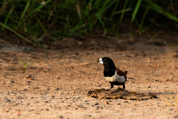 Tri Color Munia Searching Insects on Cow Dung in Urban Outskirts of Kolkata