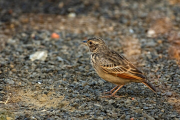 Tibetan Lark bird searching food on grassy ground in Himalayan meadow