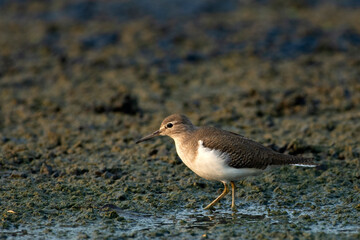 Common Sandpiper searching for food in urban wetlands of Kolkata