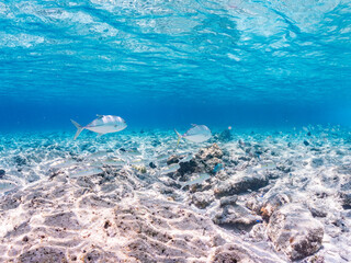 ギンガメアジ, Bigeye Trevally, Caranx sexfasciatus, アジ科,
モンツキアカヒメジ, Yellowstripe goatfish, Mulloidichthys flavolineatus, ヒメジ科,
美しいサンゴ礁と熱帯魚の群れ。
嘉比島沖縄県
島尻郡慶良間諸島座間味島-2025
サンゴの産卵があり卵が漂う。沖縄本島から40km西方の諸島。30以上の島嶼群