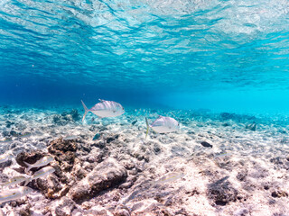 ギンガメアジ, Bigeye Trevally, Caranx sexfasciatus, アジ科,
モンツキアカヒメジ, Yellowstripe goatfish, Mulloidichthys flavolineatus, ヒメジ科,
美しいサンゴ礁と熱帯魚の群れ。
嘉比島沖縄県
島尻郡慶良間諸島座間味島-2025
サンゴの産卵があり卵が漂う。沖縄本島から40km西方の諸島。30以上の島嶼群