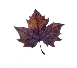 autumn leaf leaves falling one isolated for background