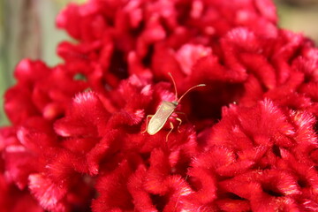 box bug or Gonocerus acuteangulatus setting on a Celosia Argentea flower