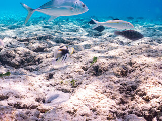 ムラサメモンガラ, Lagoon triggerfish. Picassofish, Rhinecanthus aculeatus, モンガラカワハギ科, 
Humuhumunukunukuapua’a,
ギンガメアジ, Bigeye Trevally, Caranx sexfasciatus, アジ科,
モンツキアカヒメジ, Yellowstripe goatfish, ヒメジ科,美しいサンゴ礁