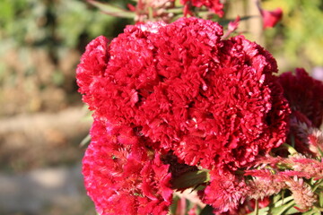 Celosia argentea, Crested cock's comb or the Feather Celosia 