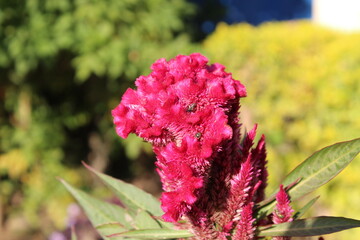 Celosia argentea, Crested cock's comb or the Feather Celosia 