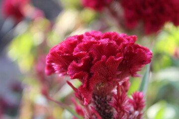 Celosia argentea, Crested cock's comb or the Feather Celosia 