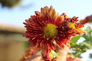 chrysanth, shardy garden mum or the chrysanthemum buds and flowers