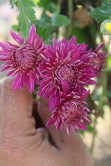 chrysanth, shardy garden mum or the chrysanthemum buds and flowers