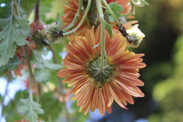 chrysanth, shardy garden mum or the chrysanthemum buds and flowers