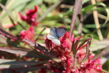 Hairstreaks, Sorrel Sapphire or Heliophorus sena setting on Celosia Argentea flower