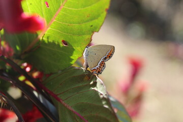 Hairstreaks, Sorrel Sapphire or Heliophorus sena setting on Celosia Argentea flower