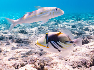 ムラサメモンガラ, Lagoon triggerfish. Picassofish, Rhinecanthus aculeatus, モンガラカワハギ科, 
Humuhumunukunukuapua’a,
ギンガメアジ, Bigeye Trevally, Caranx sexfasciatus, アジ科,
モンツキアカヒメジ, Yellowstripe goatfish, ヒメジ科,美しいサンゴ礁