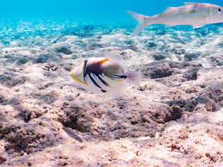 ムラサメモンガラ, Lagoon triggerfish. Picassofish, Rhinecanthus aculeatus,...