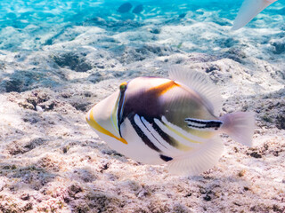 ムラサメモンガラ, Lagoon triggerfish. Picassofish, Rhinecanthus aculeatus,...