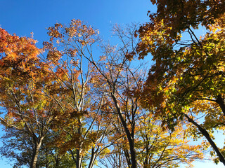 Colorful autumn leaves with clear blue sky in Japan