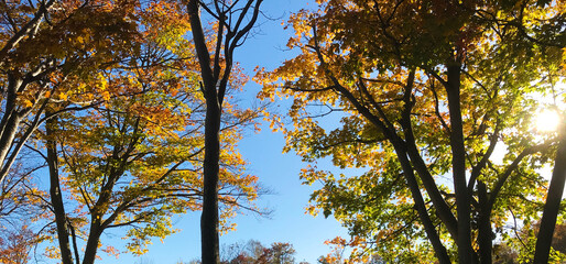 Backlit autumn leaves with blue sky and sunlight shining through colorful trees