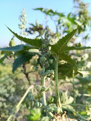 Ricinus communis, spiky seed pods or the Caster Bean oil plant seed heads or buds