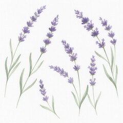 Fototapeta premium A beautiful bunch of purple lavender flowers isolated on white, showcasing the fragrant plant's summer bloom