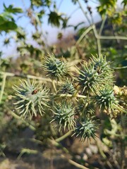 Ricinus communis, spiky seed pods or the Caster Bean oil plant seed heads or buds