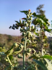 Ricinus communis, spiky seed pods or the Caster Bean oil plant seed heads or buds