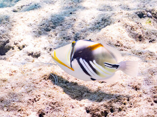 ムラサメモンガラ, Lagoon triggerfish. Picassofish, Rhinecanthus aculeatus,...