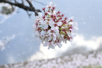 Close-up of beautiful Japanese Cherry Blossoms (Sakura) on a branch against a soft blue sky and scattered petals background